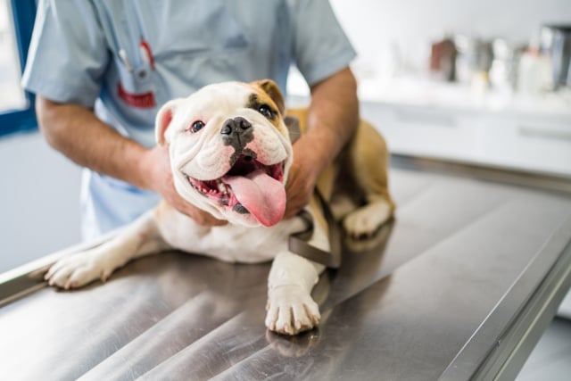 Pawbiotix